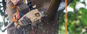 How Our Tree Care Process Works  in  Fountain Green, UT